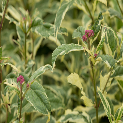 Eupatorium fortunei &