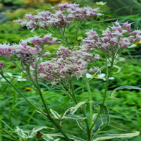 Eupatorium fortunei 'Pink Frost' Variegated Joe Pye Weed