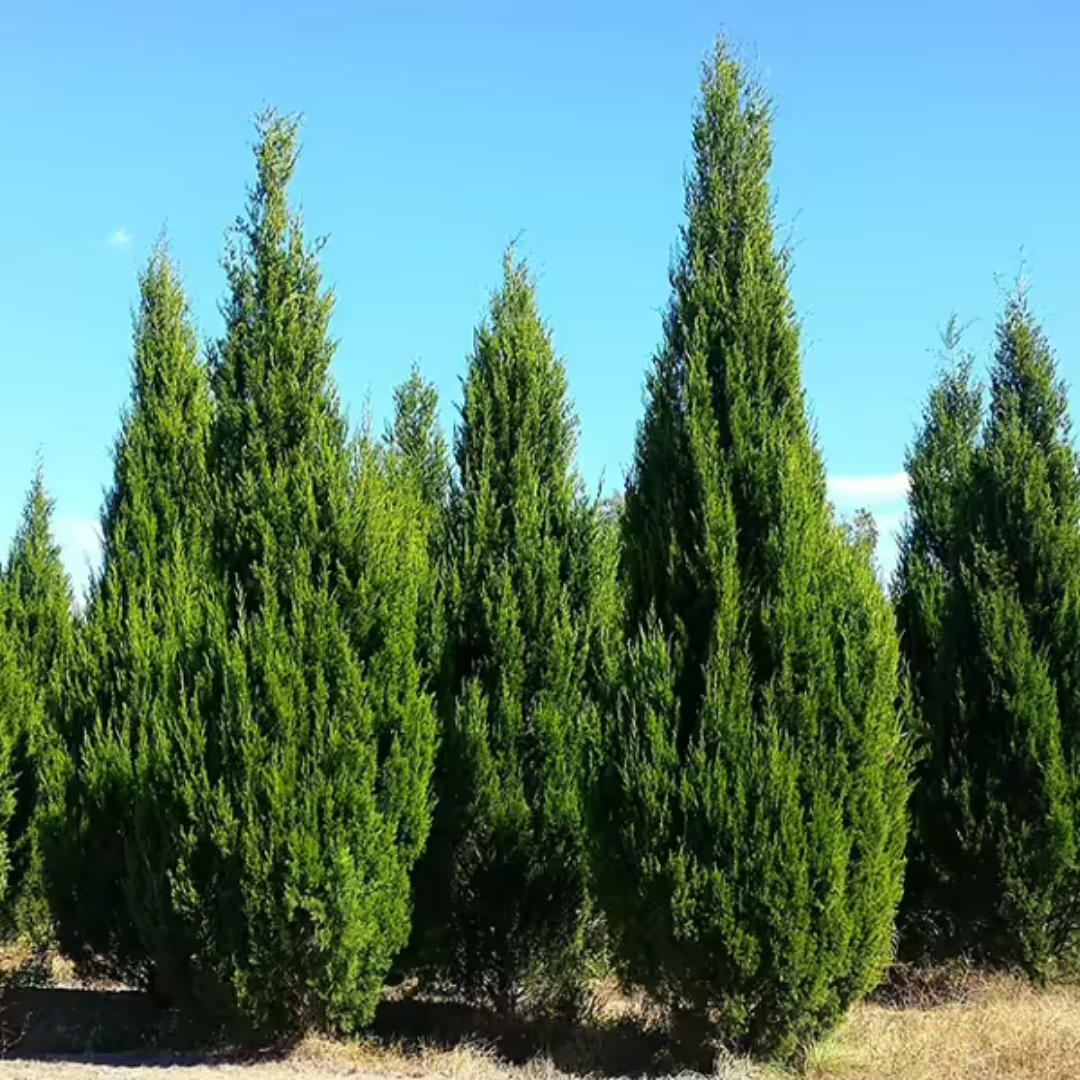Brodie Cedar