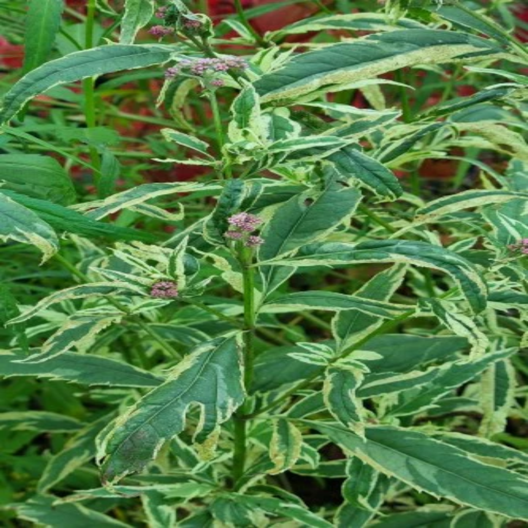 Eupatorium fortunei &