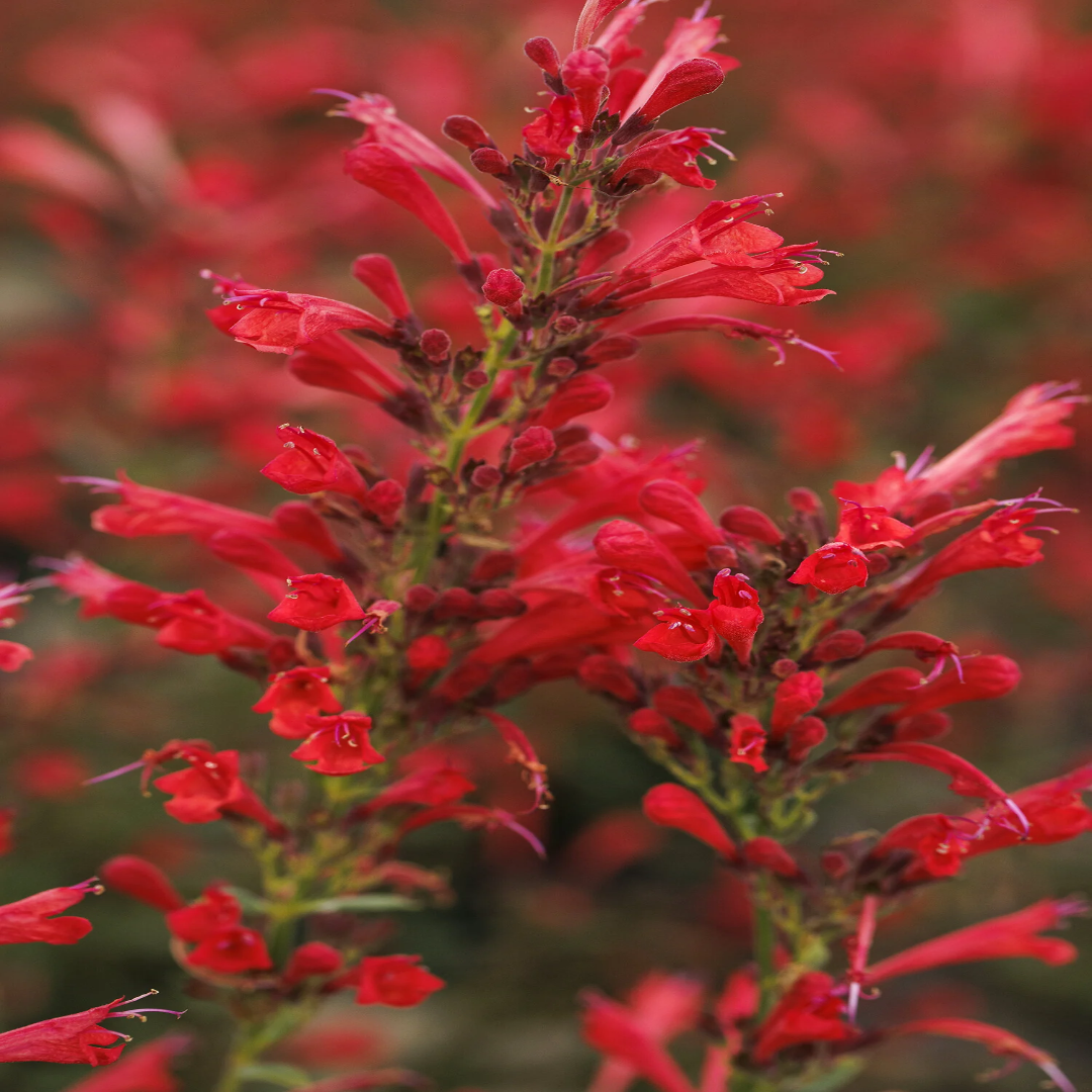 Agastache Kudos Series Red