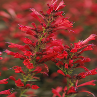 Agastache Kudos Series Red