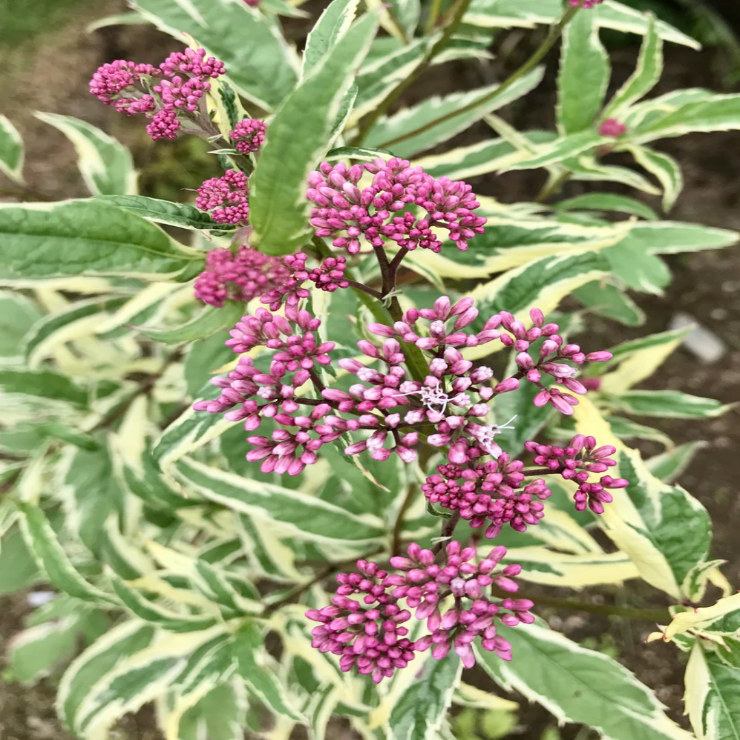 Eupatorium fortunei &