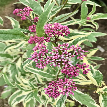 Eupatorium fortunei &