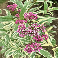 Eupatorium fortunei 'Pink Frost' Variegated Joe Pye Weed