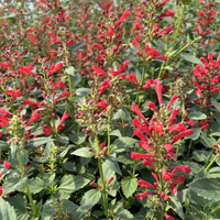 Agastache Kudos Series Red