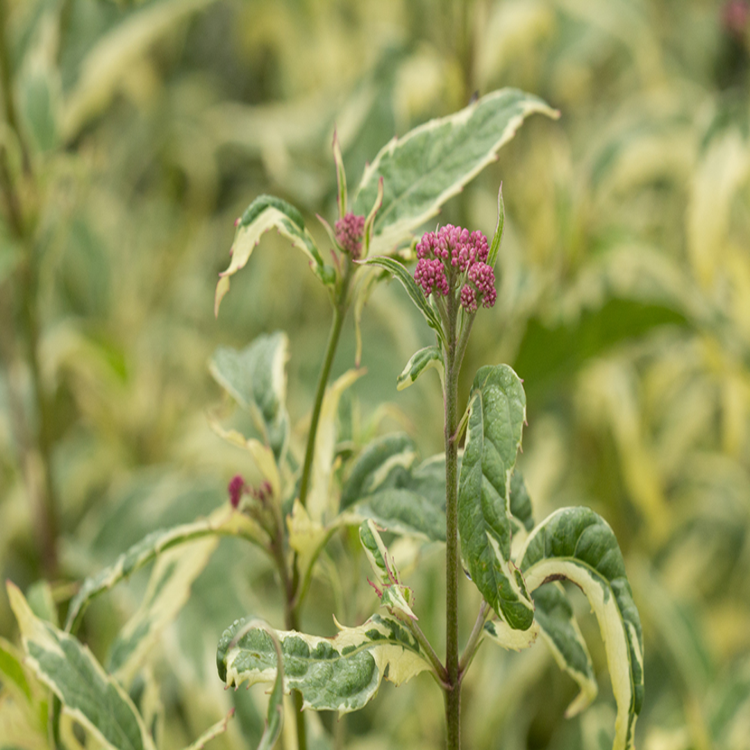 Eupatorium fortunei &