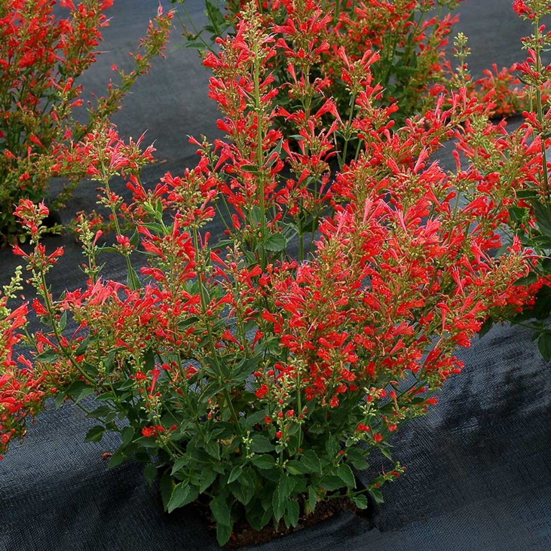 Agastache Kudos Series Red