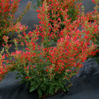 Agastache Kudos Series Red