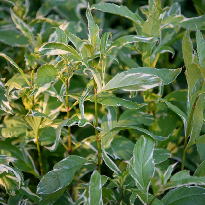 Eupatorium fortunei &