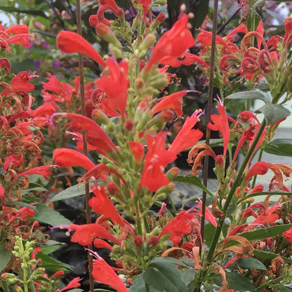 Agastache Kudos Series Red