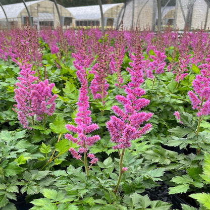 Astilbe Chinensis Visions Ppaf 10 count flat of 4" pots