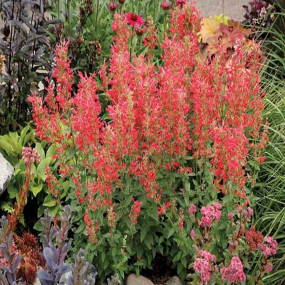 Agastache Kudos Series Red