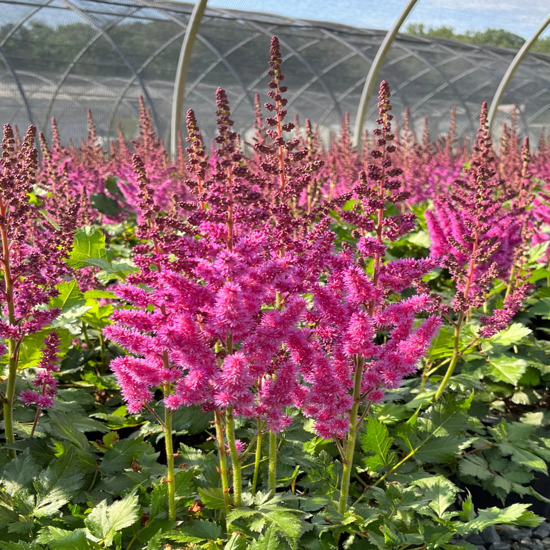 Astilbe Chinensis Visions Ppaf 10 count flat of 4" pots