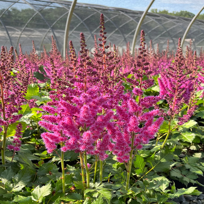 Astilbe Chinensis Visions Ppaf 10 count flat of 4" pots
