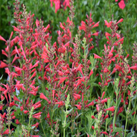 Agastache Kudos Series Red
