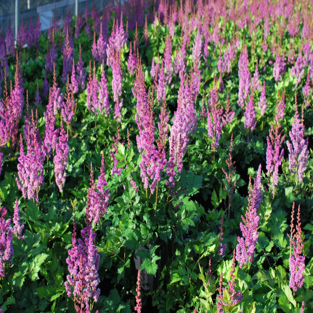 Astilbe Chinensis Visions Ppaf 10 count flat of 4" pots