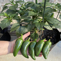 Jalapeño Pepper Plant