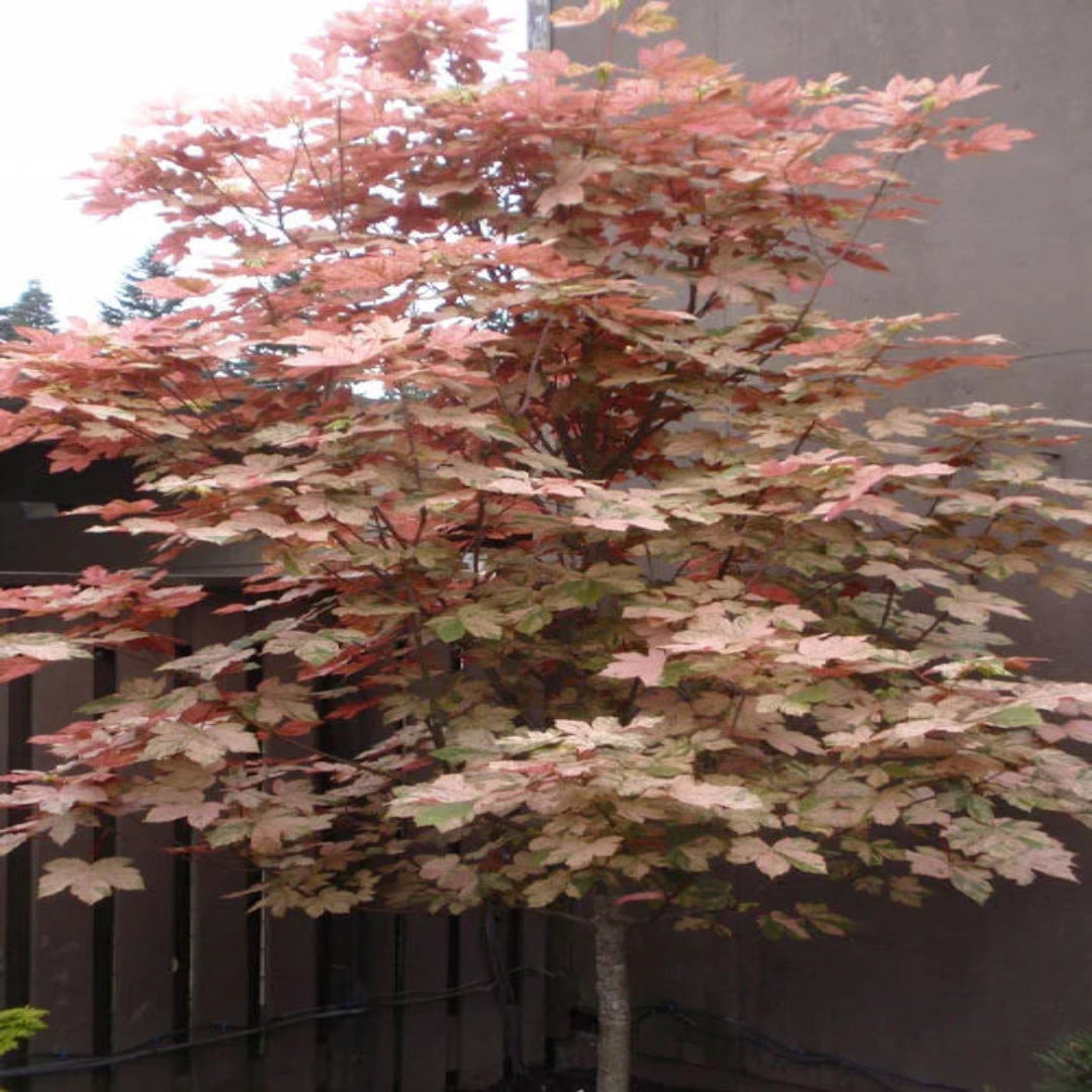 Eskimo Sunset Sycamore Maple