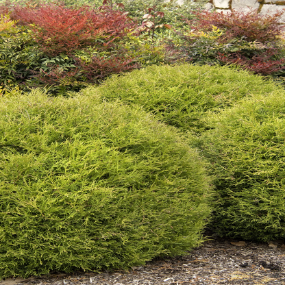 Mr. Bowling Ball Arborvitae