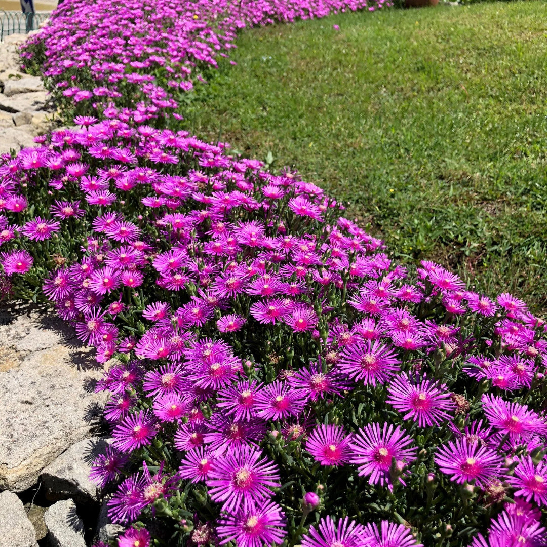 Delosperma &