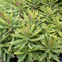 Euphorbia × martinii 'Ascot Rainbow' (Martin's Spurge)