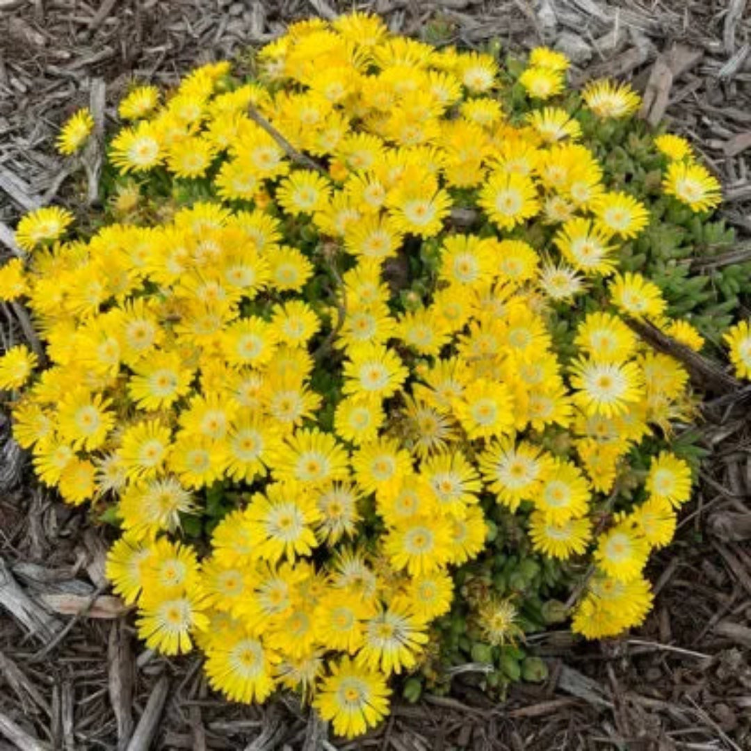 Delosperma Hotcakes® &