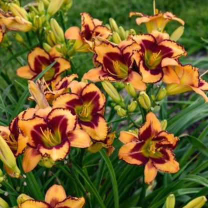 Hemerocallis Rainbow Rhythm &