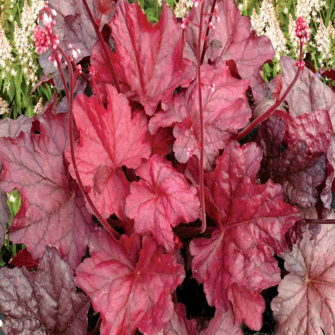 Heuchera &
