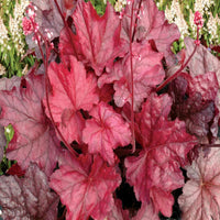 Heuchera 'Forever Red' Coral Bells
