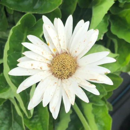 Gerbera &