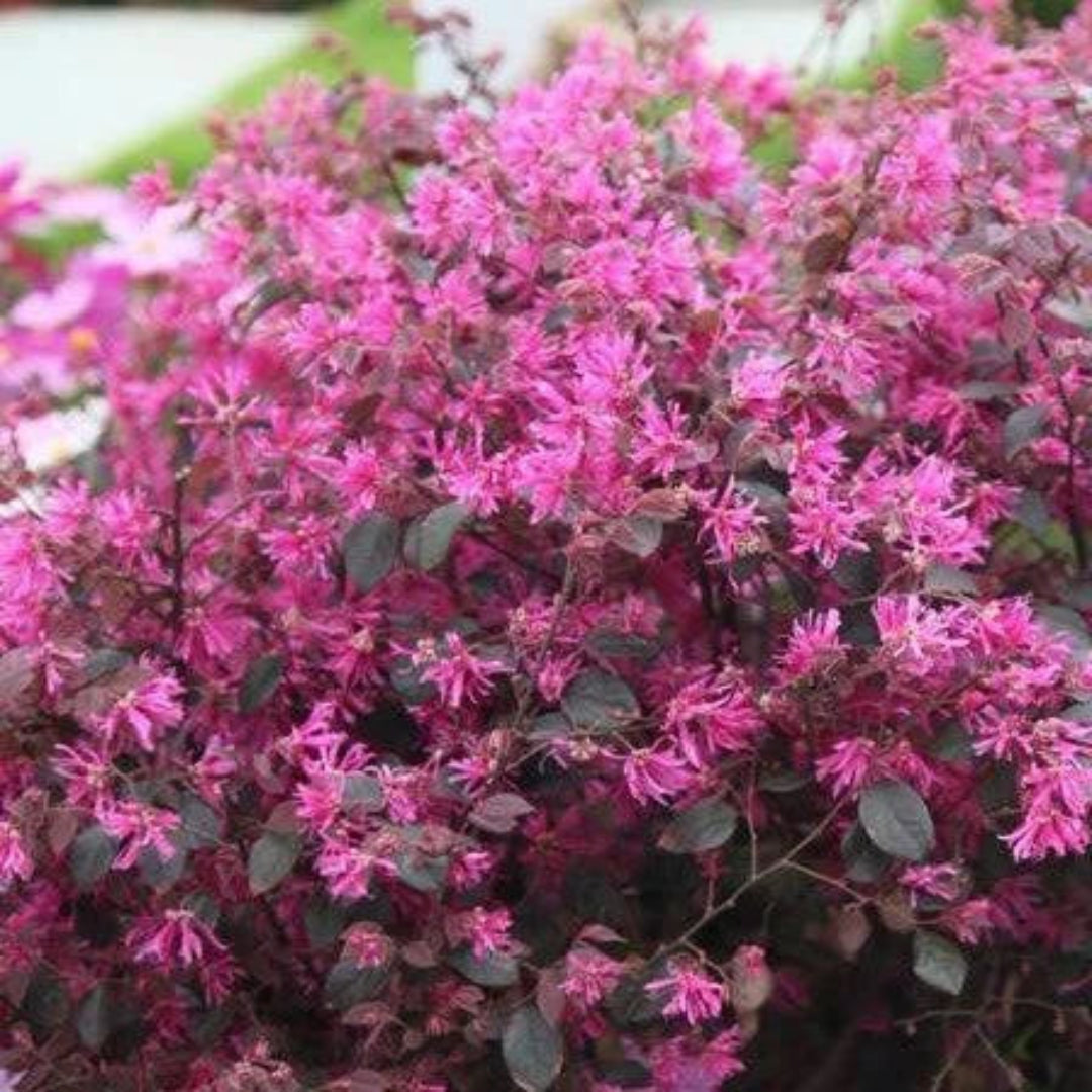 Purple Blooming Loropetalum – Medium Evergreen Shrub