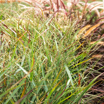 Heavy Metal Blue Switch Grass