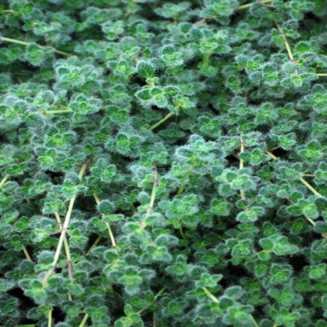 Thymus pseudolanuginosus &