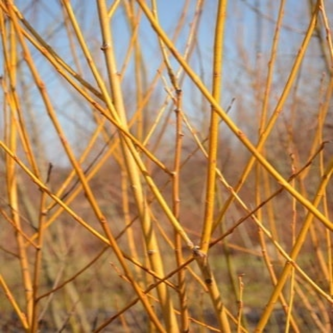 Flame Yellow Willow