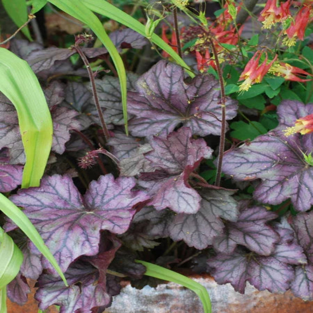 Heuchera &