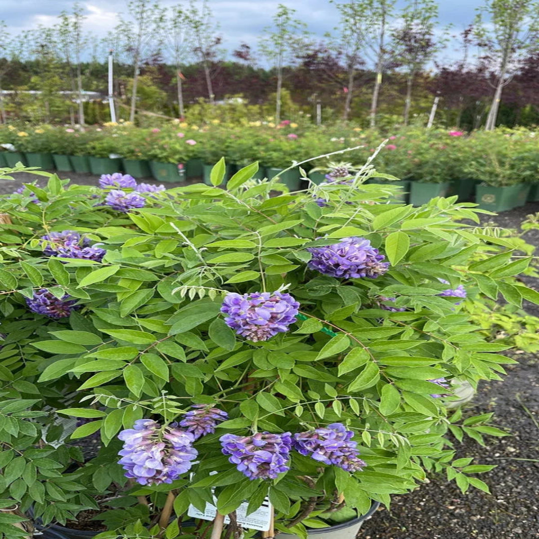 Wisteria Amethyst Falls Plant