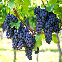 Concord grapevine plant showing lush leaves and strong stems for backyard gardening