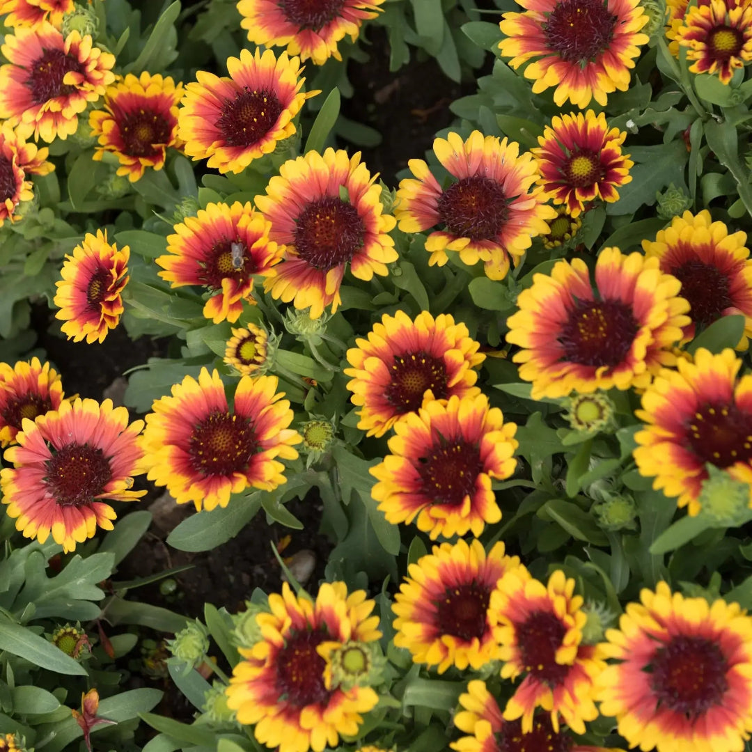 Gaillardia &