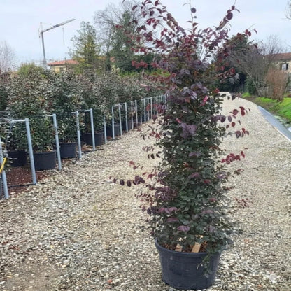 Purple Blooming Loropetalum – Tall Evergreen Shrub