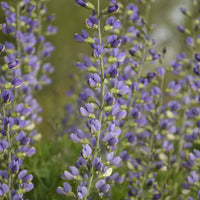 Baptisia Decadence® 'Blue Bubbly' False Indigo