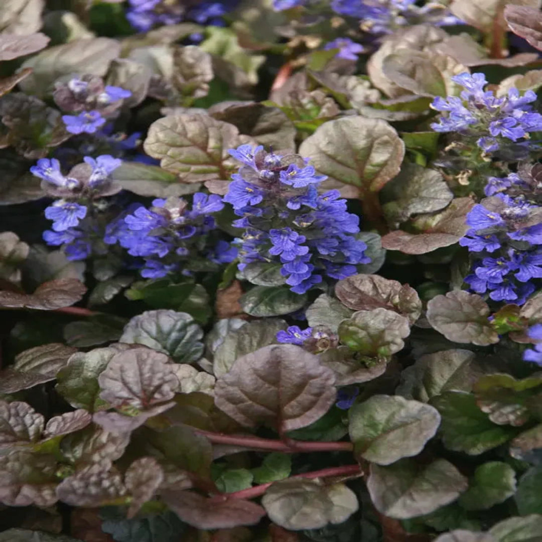 Bronze-Purple Foliage and Lilac