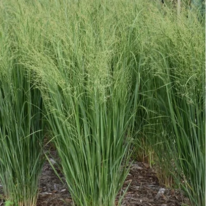 Prairie Winds® &