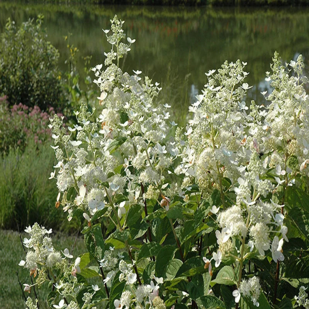 Burgundy Lace Hydrangea Plant
