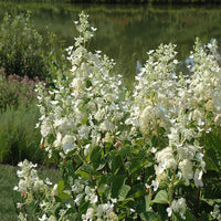 Burgundy Lace Hydrangea Plant