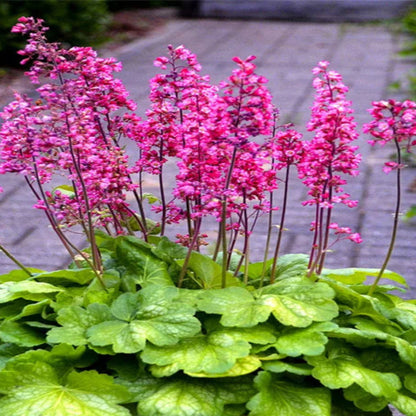 Heuchera &