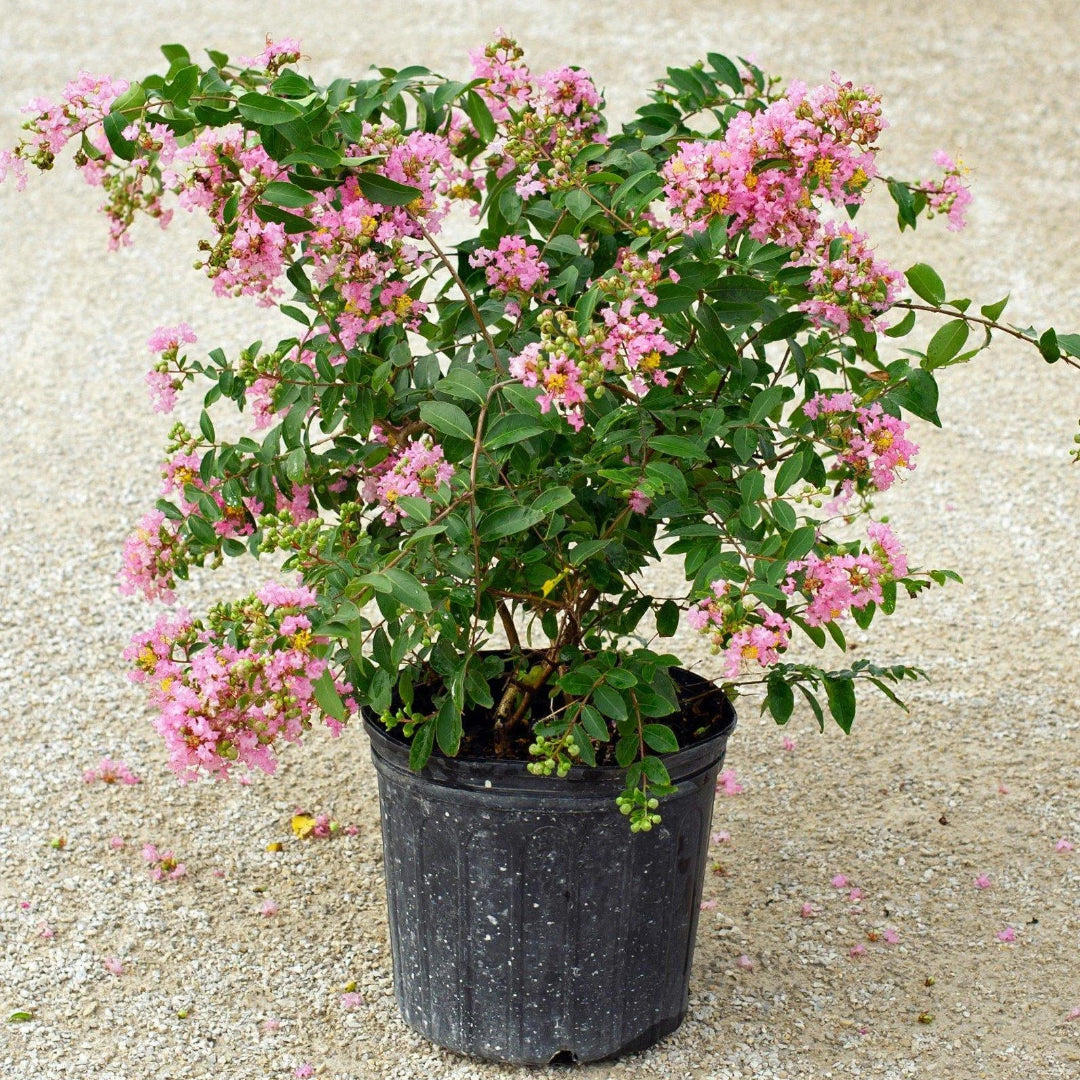 Dwarf Pink Crape Myrtle