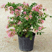 Dwarf Pink Crape Myrtle