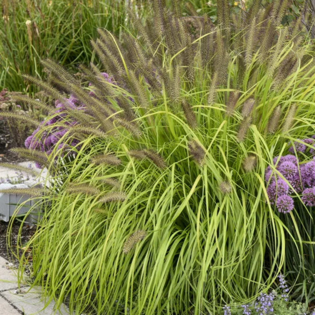 Grass: Pennisetum a. Prairie Winds &
