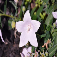 Platycodon grandiflorus 'Pop Star™ White' Balloon Flower - Dwarf Balloon Flower